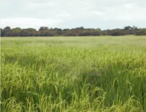 Discover how allergies, inflammation & immune health are connected. Learn natural ways to support your body’s balance & find lasting allergy relief.
