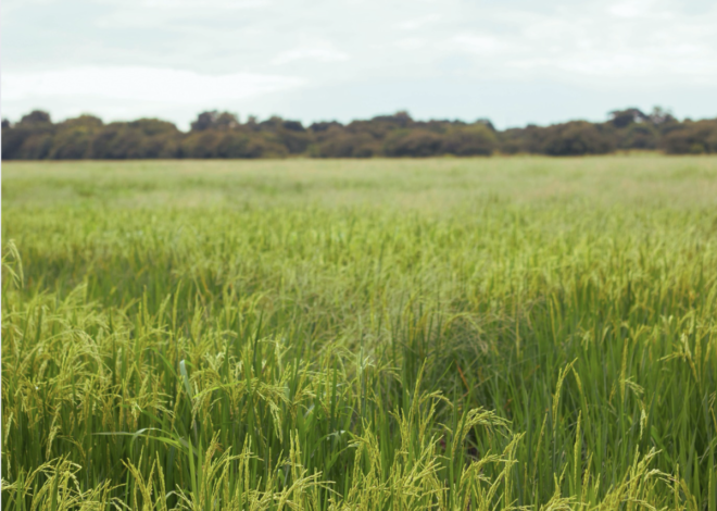 A Holistic Approach to Inflammation, Allergies and Asthma