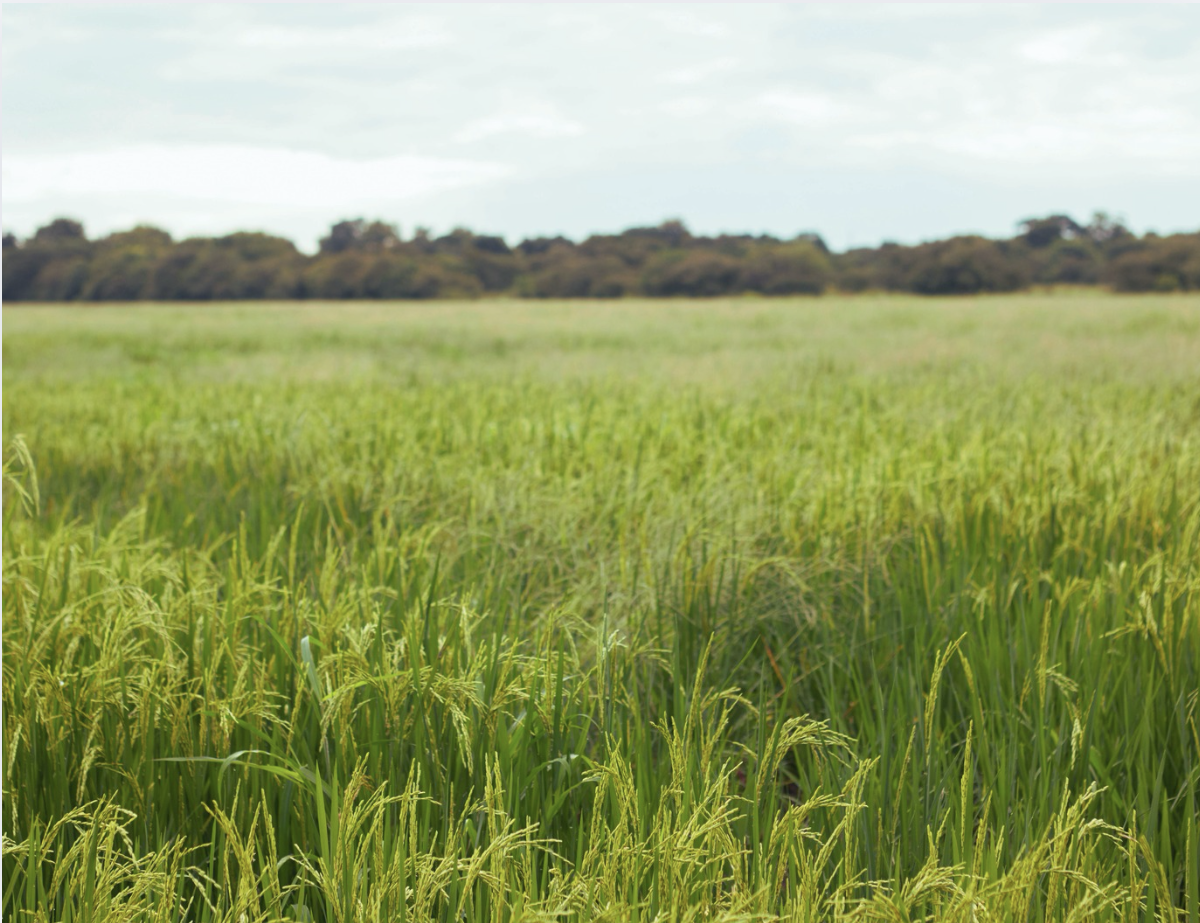A Holistic Approach to Inflammation, Allergies and Asthma