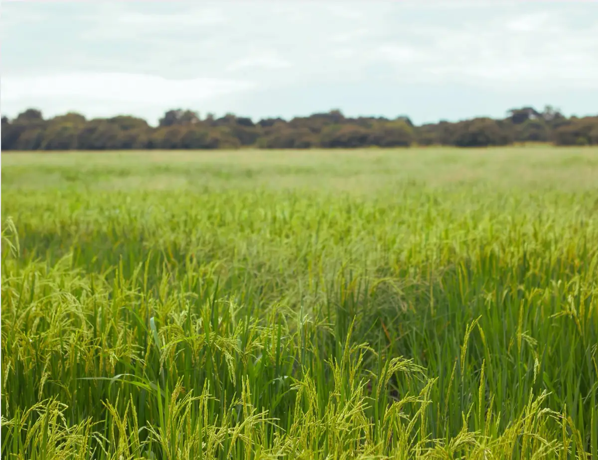 A Holistic Approach to Inflammation, Allergies and Asthma